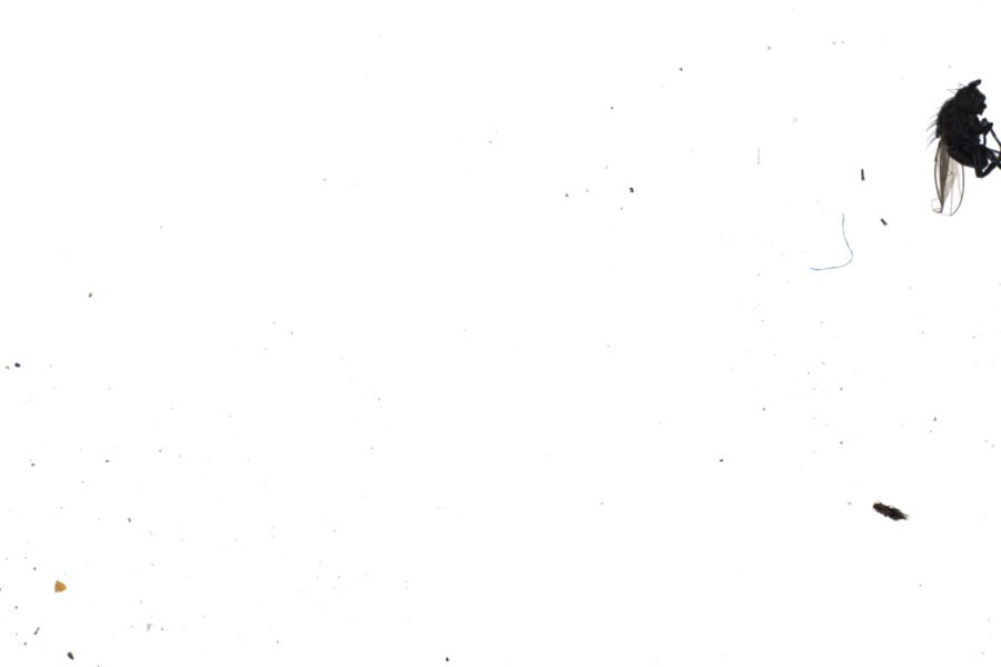 Image 13